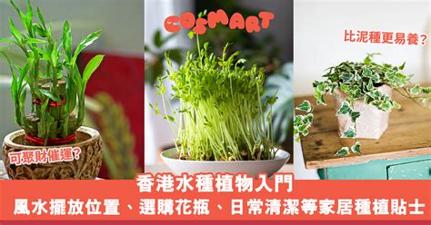 香港水種植物|【室內種植入門】9大超易打理+慳位室內植物！常綠